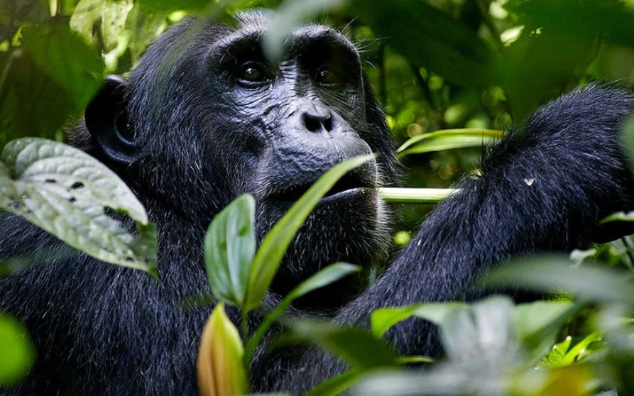 Gorilla Tours | Birding In Uganda | Gorilla trekking | Uganda Safaris