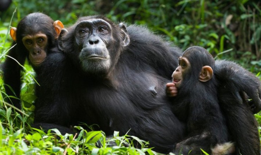 Park entrance fees for Nyungwe Forest National Park