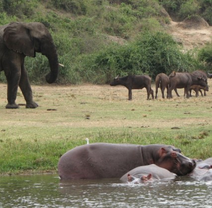 Day 13: Transfer to Queen Elizabeth National Park