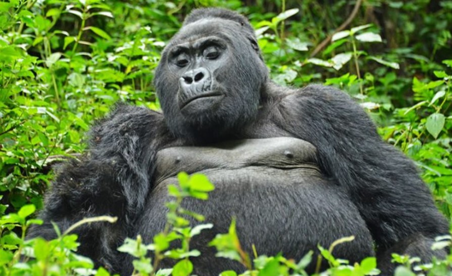 Rules and regulations during gorilla trekking