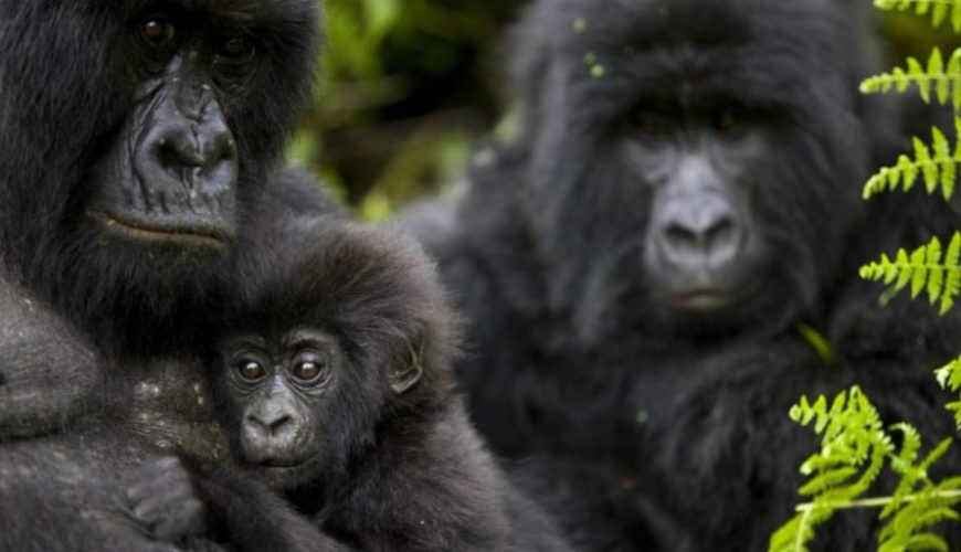 Rules and regulations during gorilla trekking