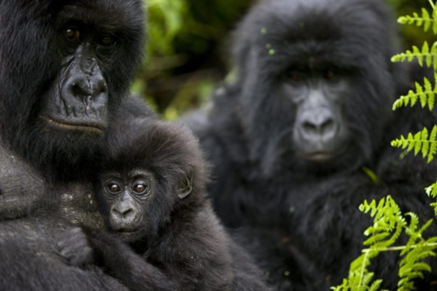 Rules and regulations during gorilla trekking