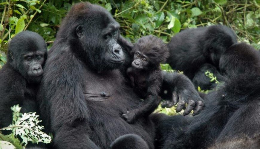 Mountain gorilla families in Rwanda