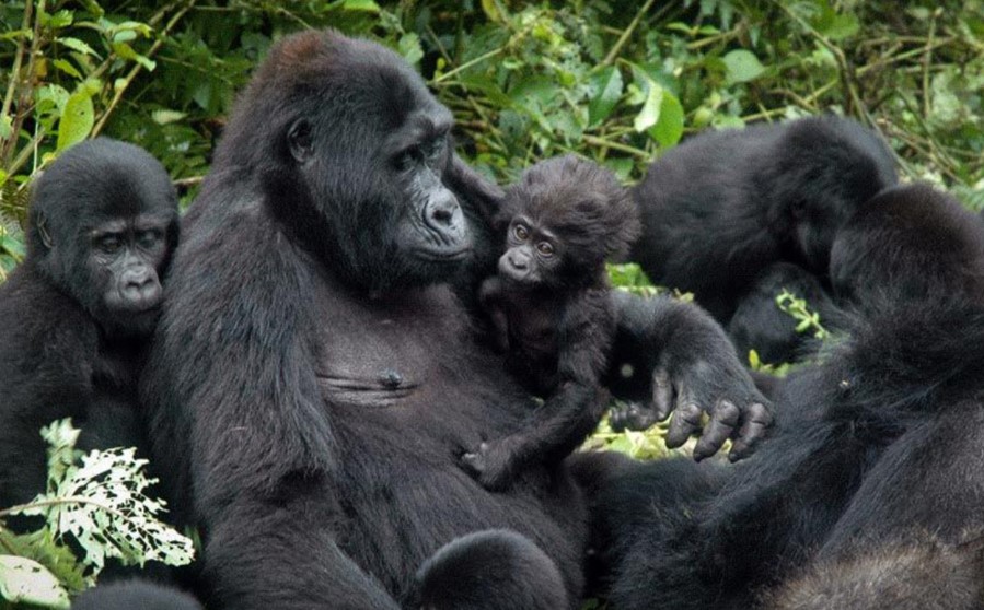 Mountain gorilla families in Rwanda