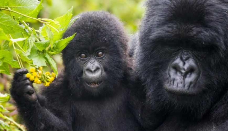 Where can I see Mountain gorillas in Rwanda?