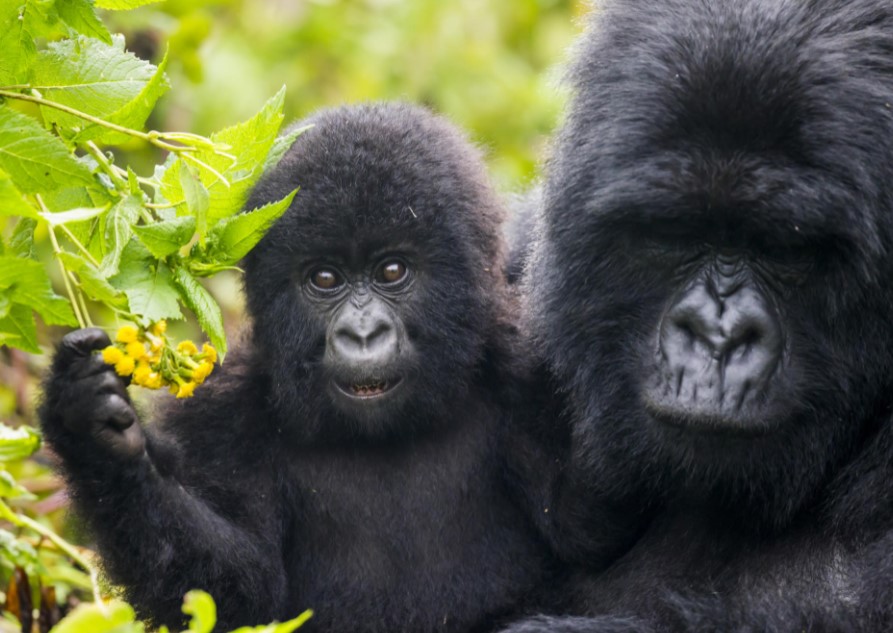 Where can I see Mountain gorillas in Rwanda?