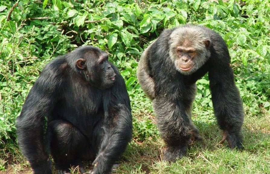 Tracking Ngamba Chimpanzees