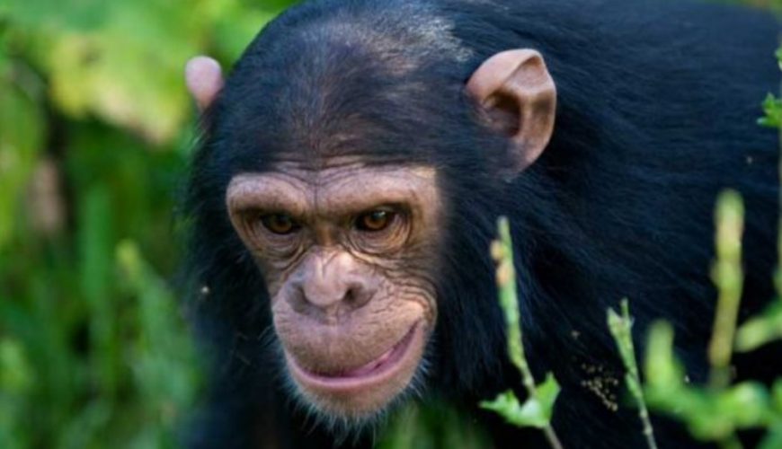 Tracking Ngamba Chimpanzees