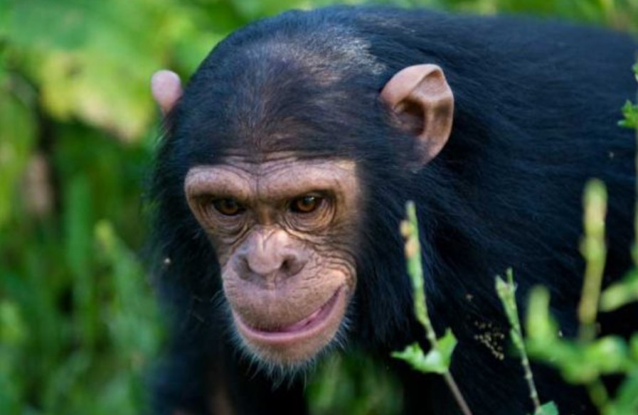 Tracking Ngamba Chimpanzees