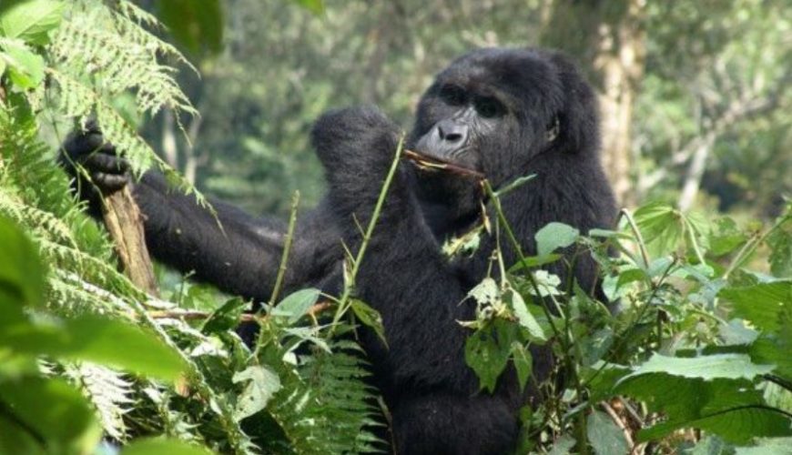 Safari activities in Volcanoes National Park- mountain gorillas