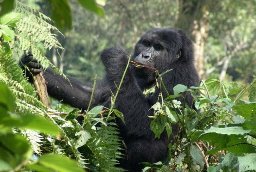 Safari activities in Volcanoes National Park- mountain gorillas