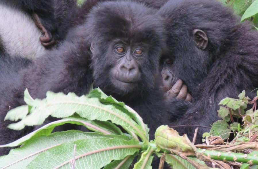 Safari activities in Volcanoes National Park- mountain gorillas