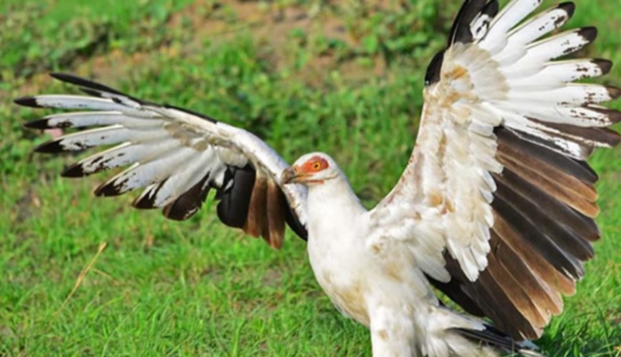 What to pack for a Rwanda birding safari