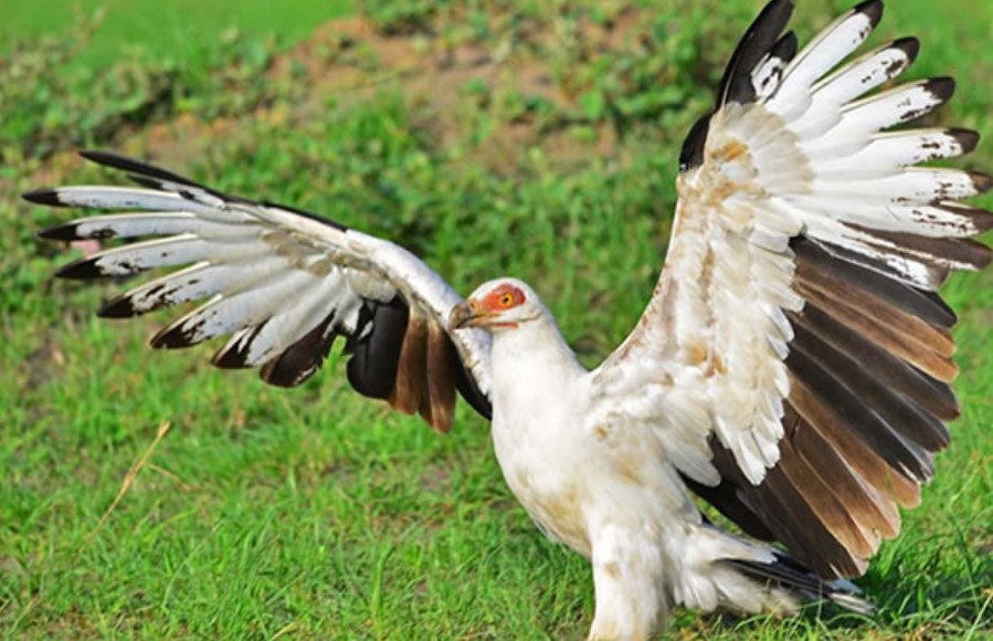 What to pack for a Rwanda birding safari