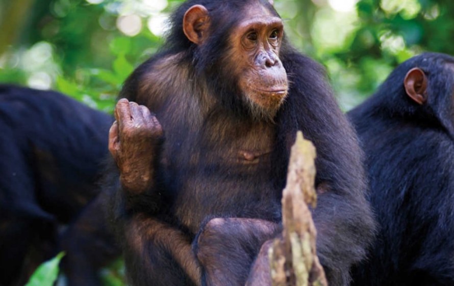 Chimpanzee Trekking in Uganda vs Rwanda