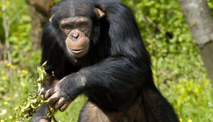 Chimpanzee Trekking in Uganda vs Rwanda