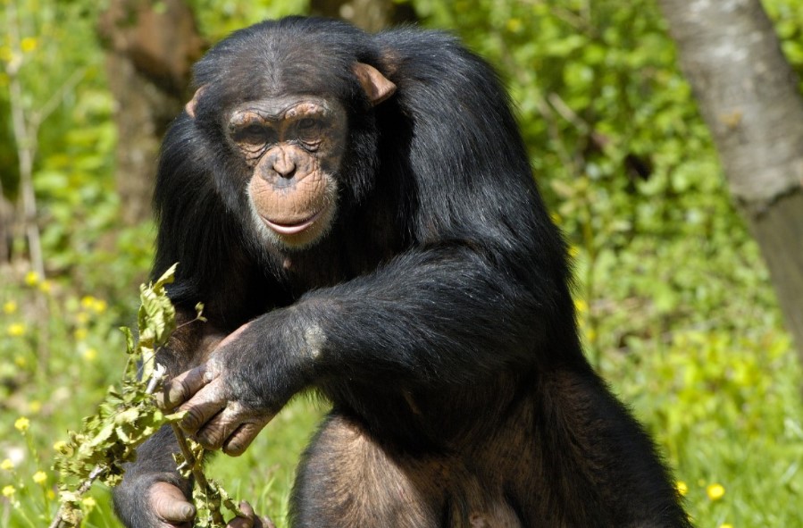 Chimpanzee Trekking in Uganda vs Rwanda