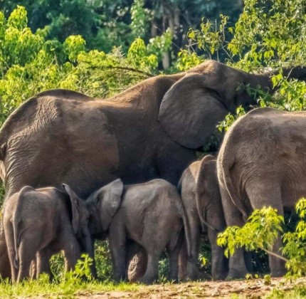 Day 8: Early morning game drive - afternoon boat ride