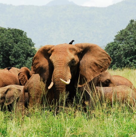 Day 6: Game drive in Kidepo valley Game Park