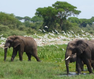 Day 10: Go on a game drive in Murchison Falls National Park.