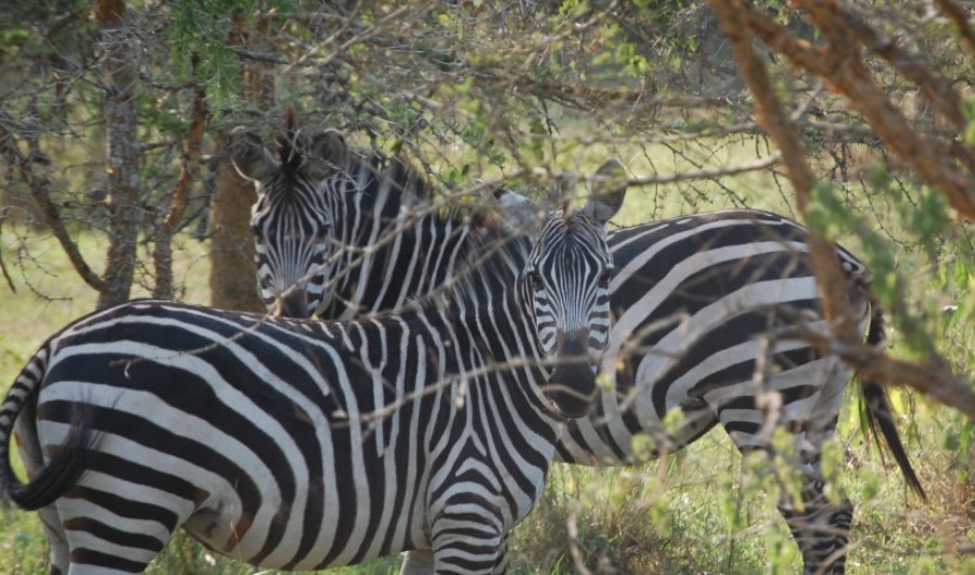 Safari activities in Akagera National Park