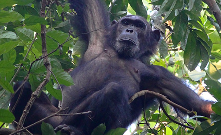 Safari activities in Gishwati-Mukura National Park