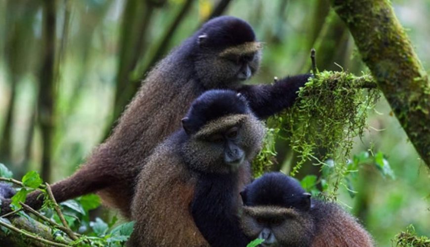 When is the best time to visit Rwanda National Parks?