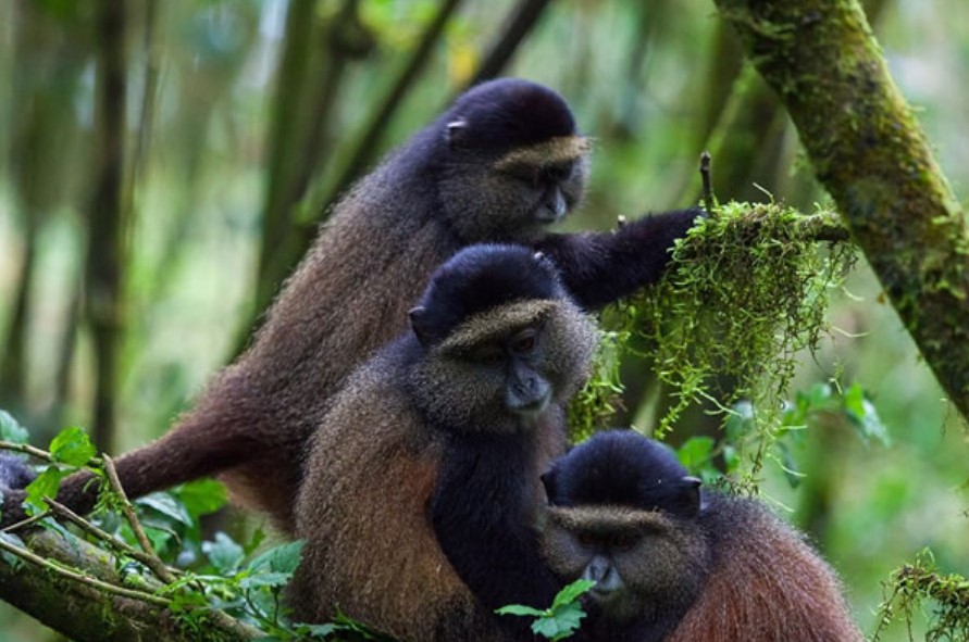 When is the best time to visit Rwanda National Parks?