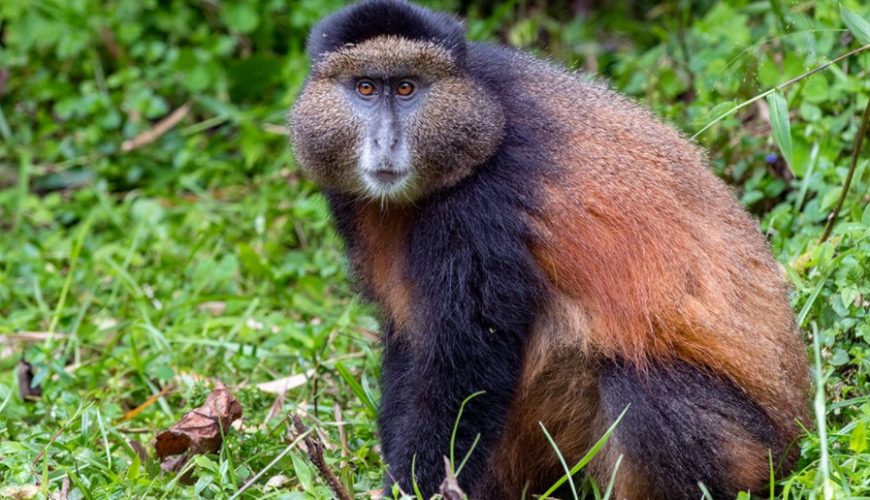 Facts about the Golden Monkeys