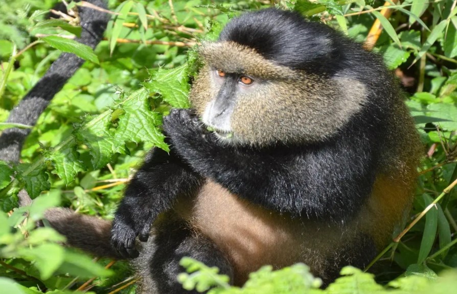 Facts about the Golden Monkeys