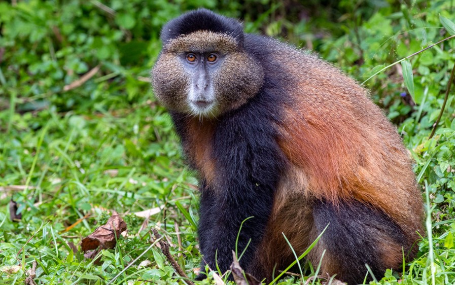 Facts about the Golden Monkeys