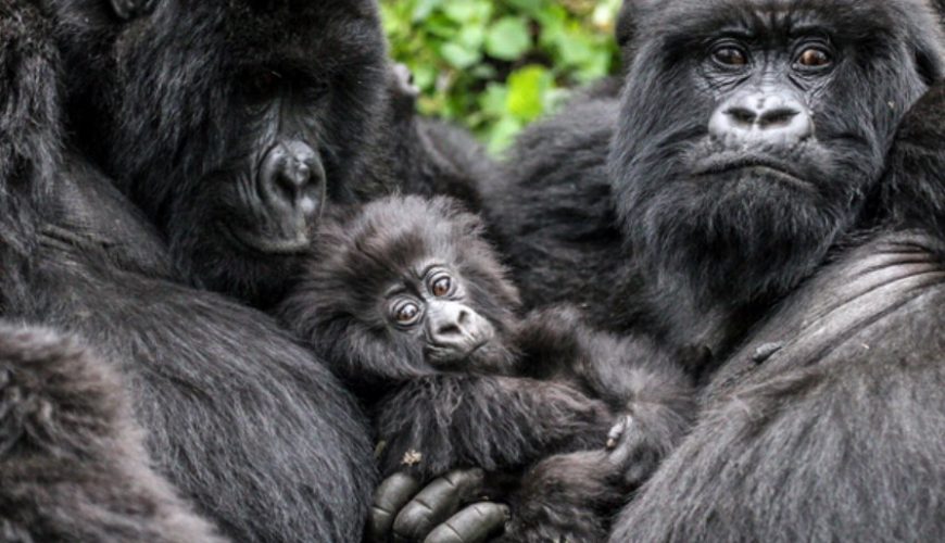 Saving on your Rwanda safari