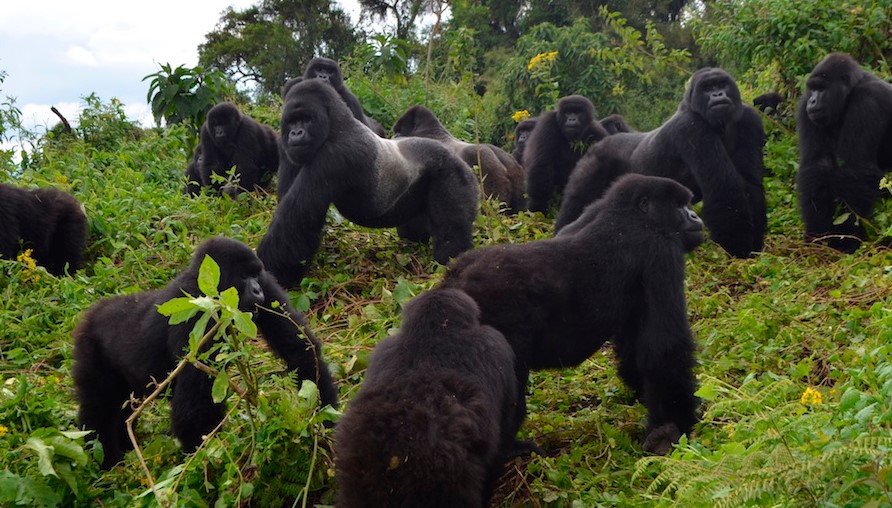 Saving on your Rwanda safari