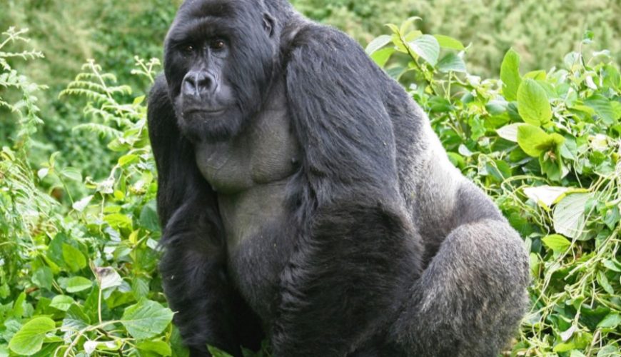 Gorilla Tours | Birding In Uganda | Gorilla trekking | Uganda Safaris