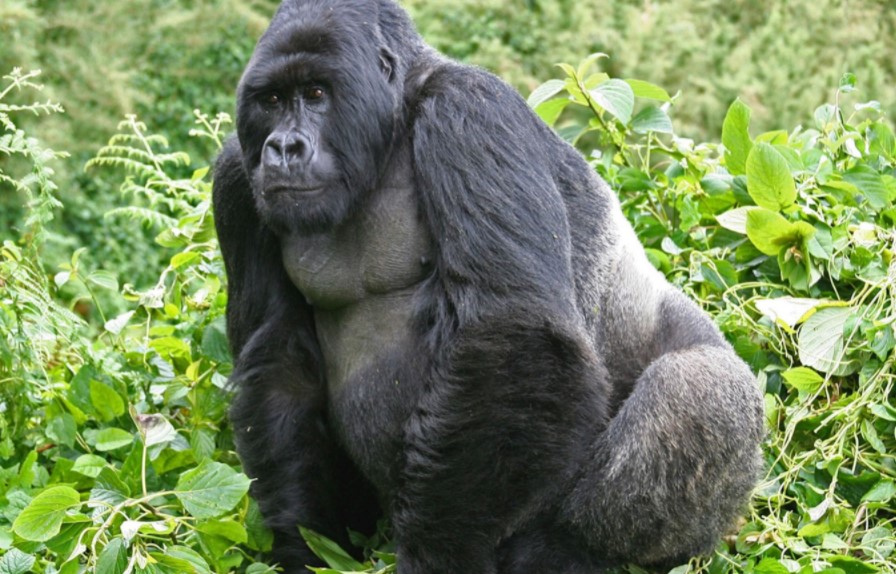 Gorilla Tours | Birding In Uganda | Gorilla trekking | Uganda Safaris