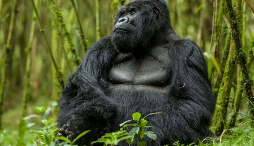 Gorilla Tours | Birding In Uganda | Gorilla trekking | Uganda Safaris