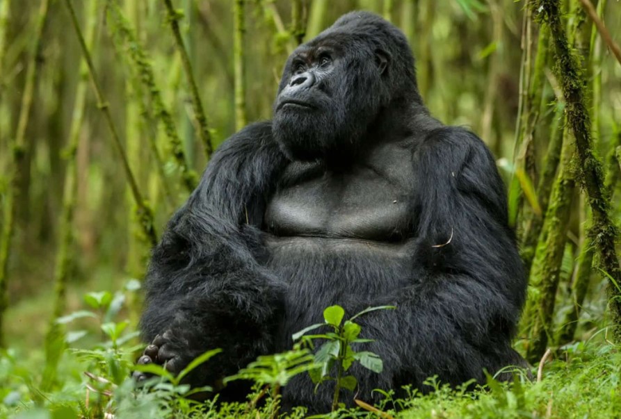 Gorilla Tours | Birding In Uganda | Gorilla trekking | Uganda Safaris