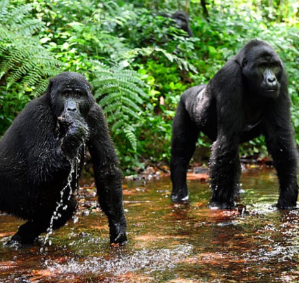 Day 3: Gorilla Trekking in Bwindi Impenetrable Forest National Park