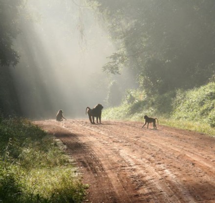 Day 9: Transfer to Kibale forest national Park