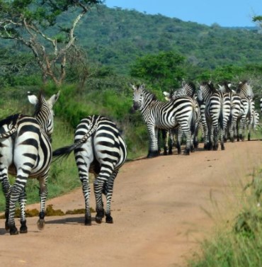 Day 20:  Transfer to Lake Mburo National Park