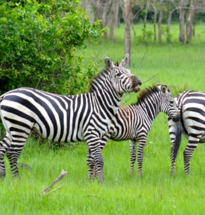 Day 13:  morning game drive           