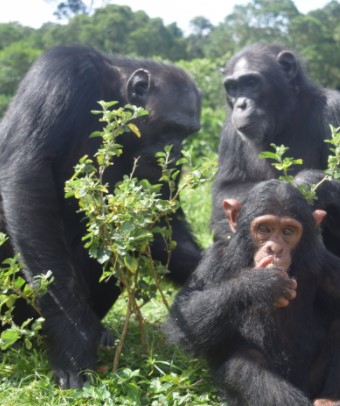 Day 14: Explore the Ngamba chimpanzee sanctuary.