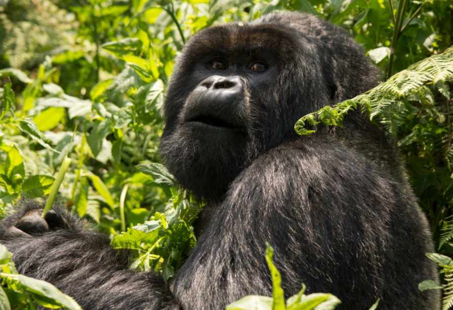 Where can I see Mountain gorillas in Rwanda?