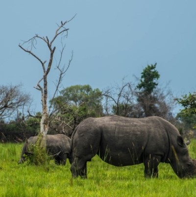 Day 11: Travel to Kampala via the Ziwa Rhino Sanctuary.