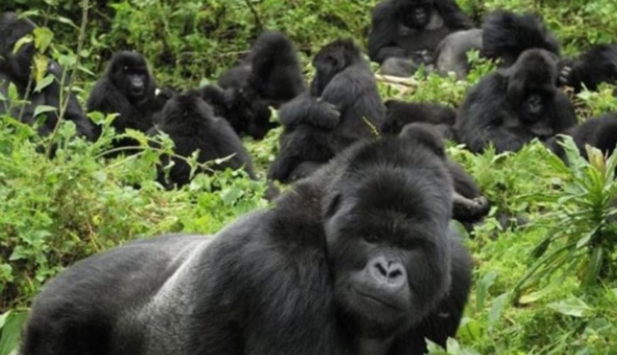 Tips that you should know while traveling to Rwanda