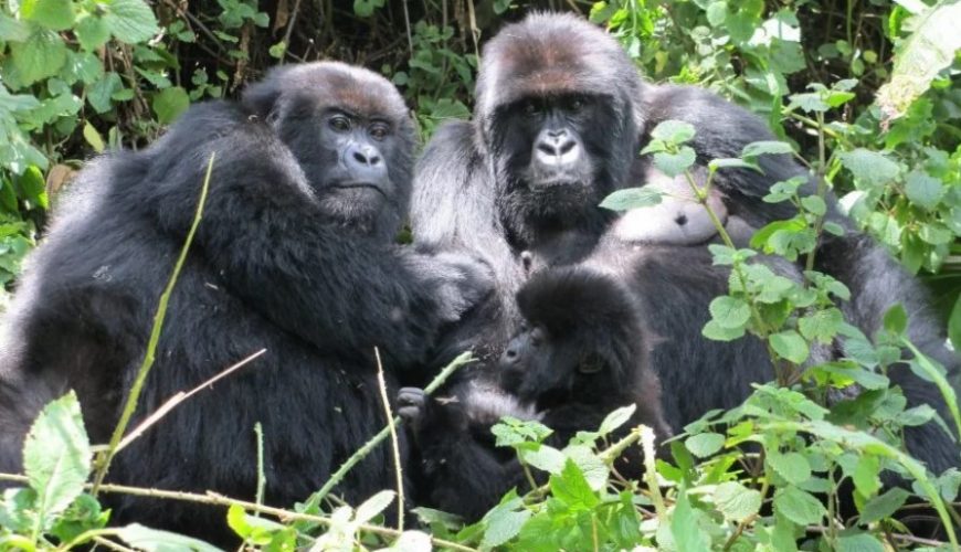 The cost of tracking mountain gorillas in Rwanda