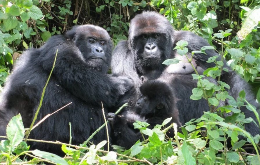 The cost of tracking mountain gorillas in Rwanda