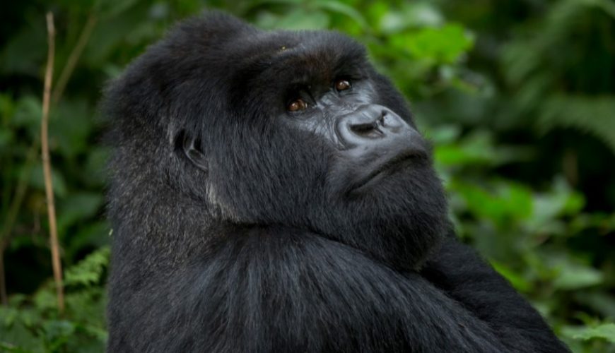 Places that you should not miss on your Rwanda safari.