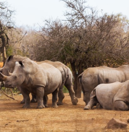 Day 14: Early morning Game drive – Afternoon boat ride on Kazinga channel