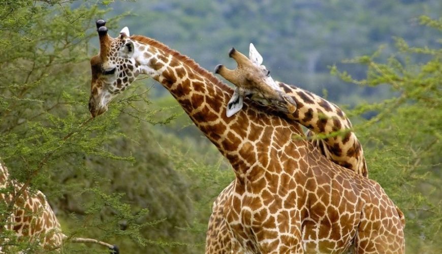 When is the best time to visit Uganda as a safari destination?